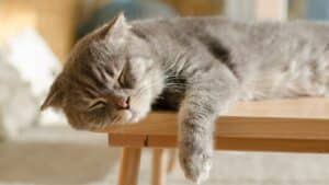 מחזורי שינה עובדים אצל חתולים